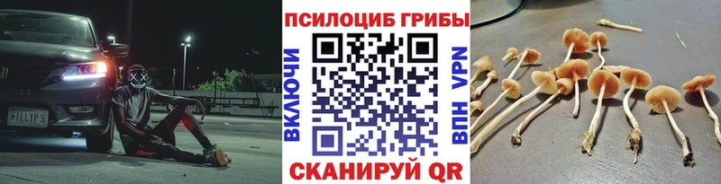 закладка  Горячеводский  Галлюциногенные грибы MAGIC MUSHROOMS 